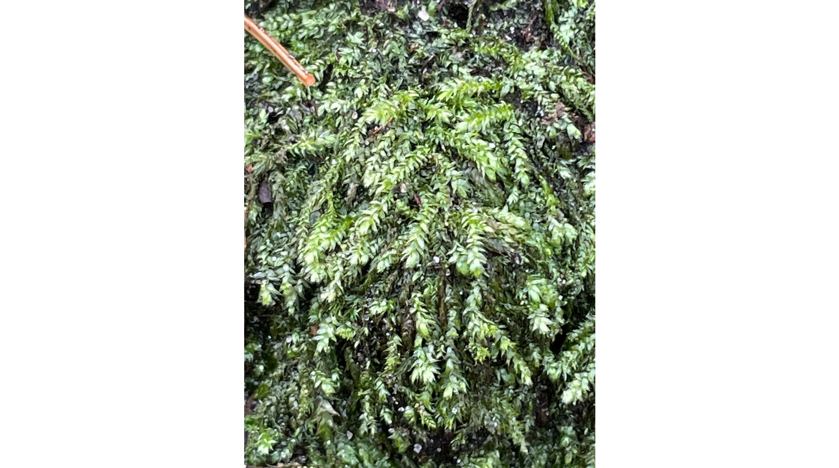 ����������������� �������