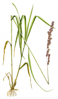 ��������� �������