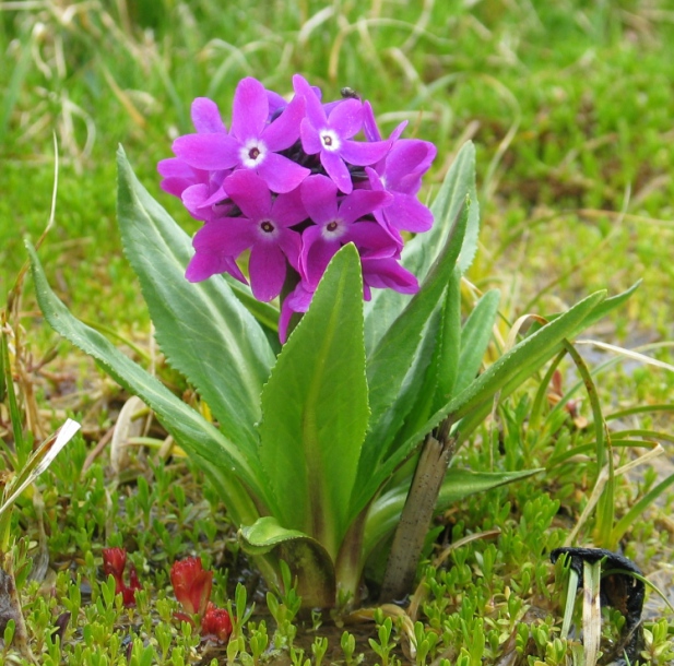 ������� �������