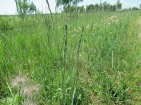 �������� ���������