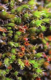 ���������� �����������