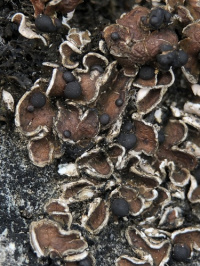 ����� ��������