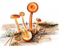 �������������� �����������