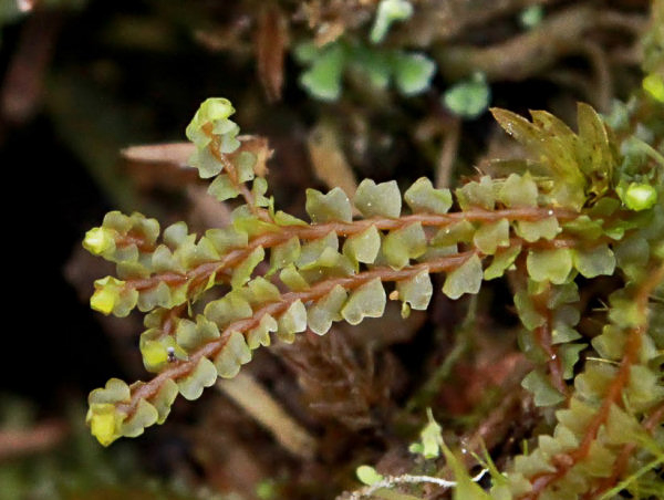 ������� �����