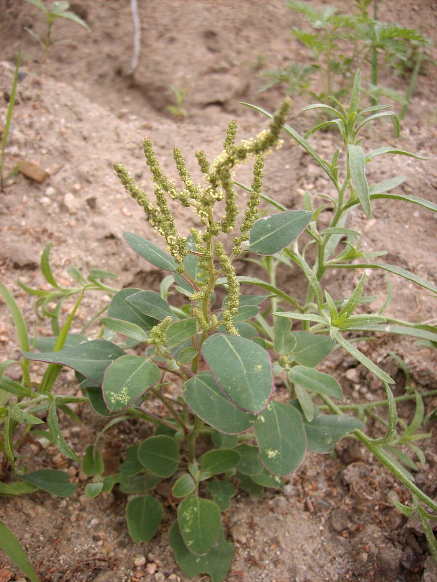 ���� �������������