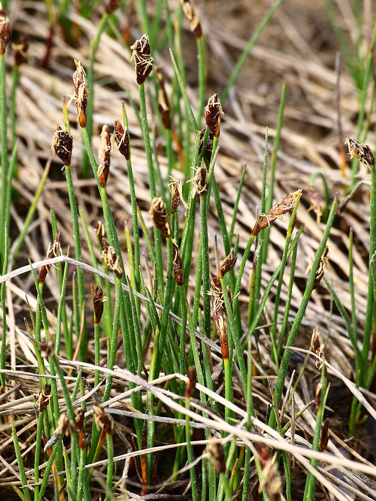 �������� �����