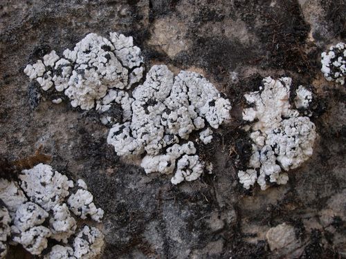 ������� ��������