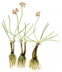 ��� ������������