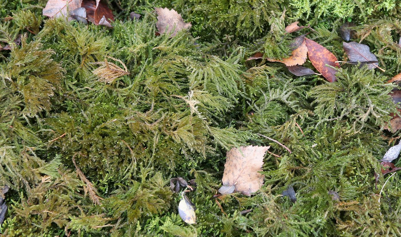 ���������� �������