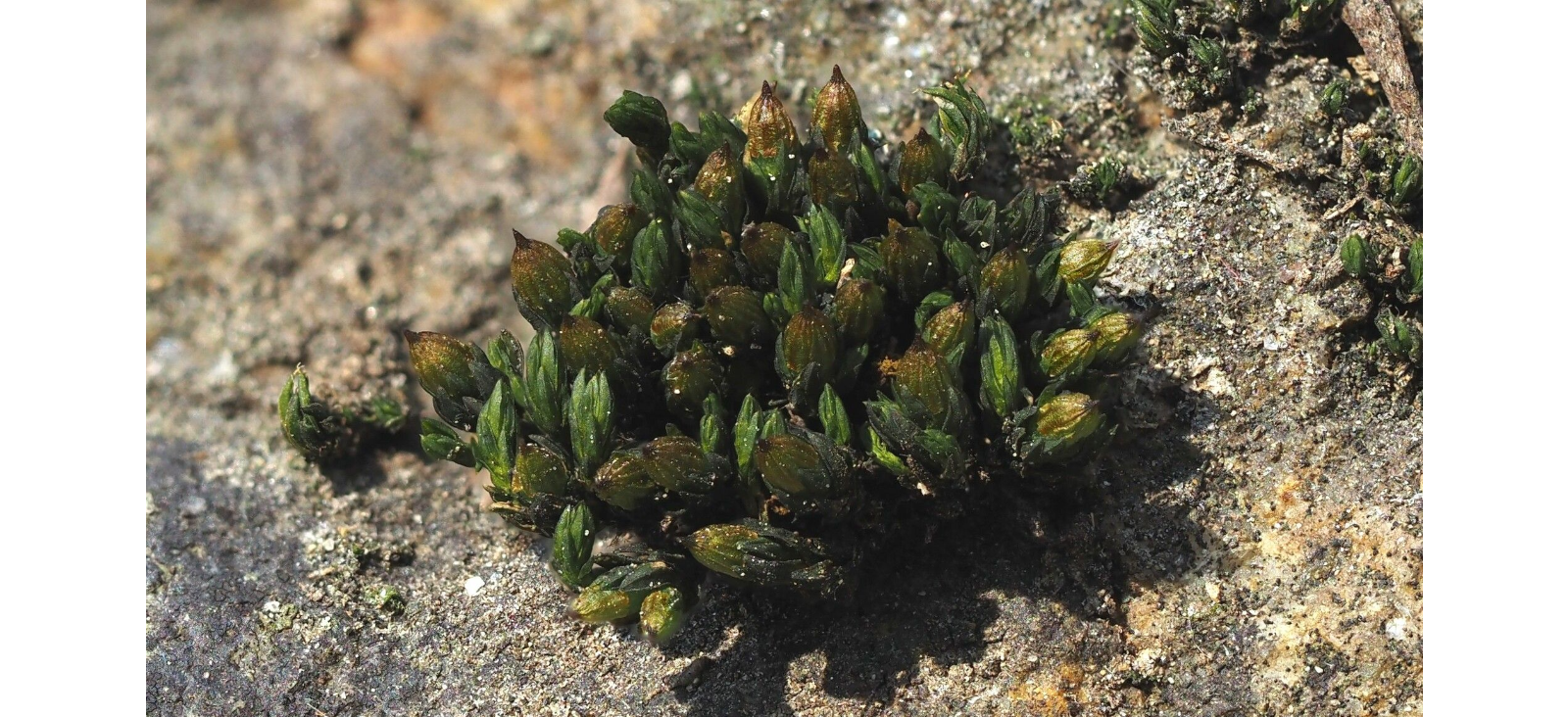 ���������� ����������