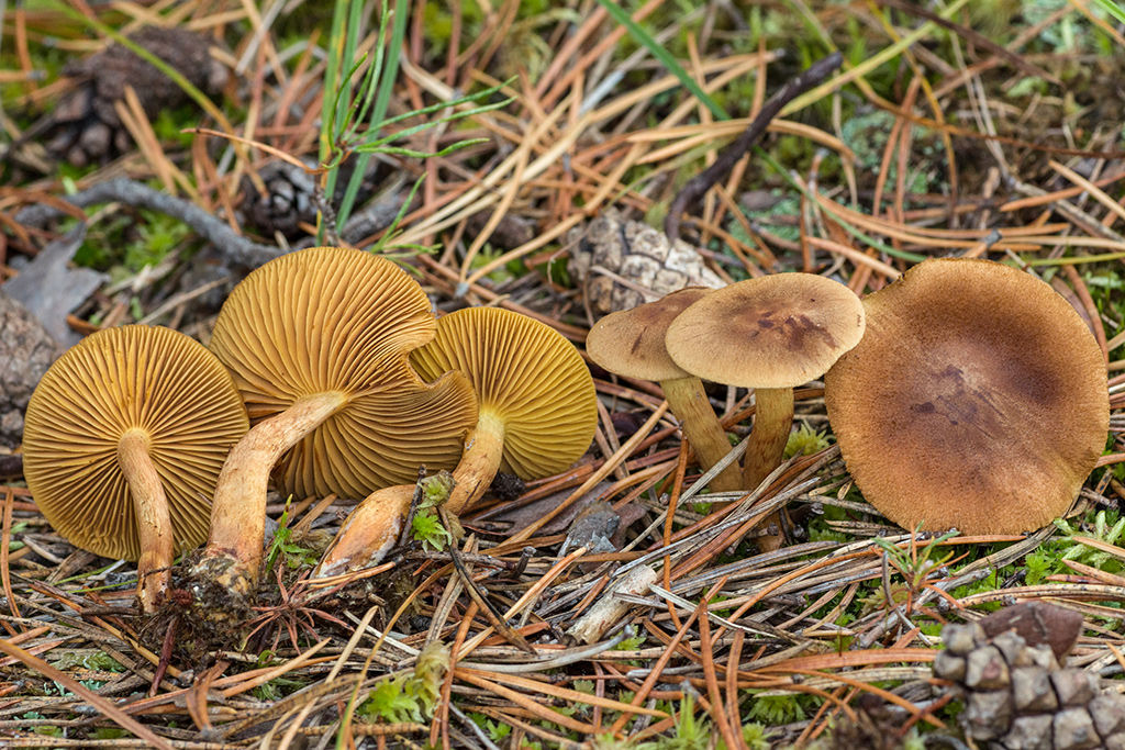 ��������� ����������