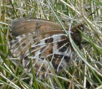 ����� �������