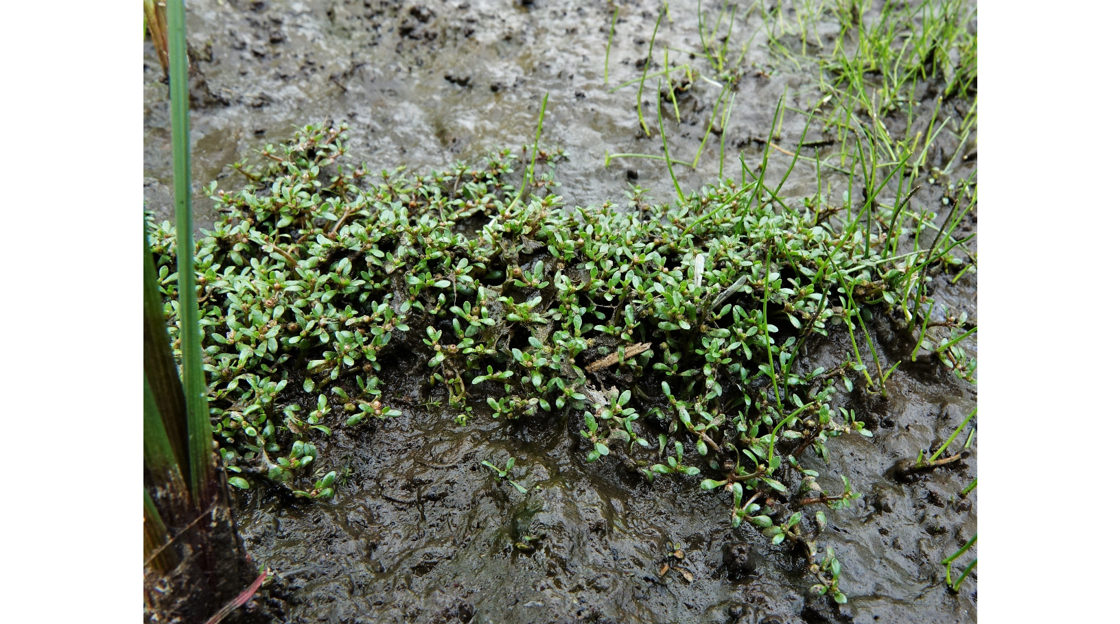 ���������� �������������