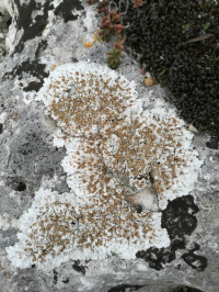 ���������� ��������������