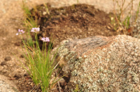 ��� �����������