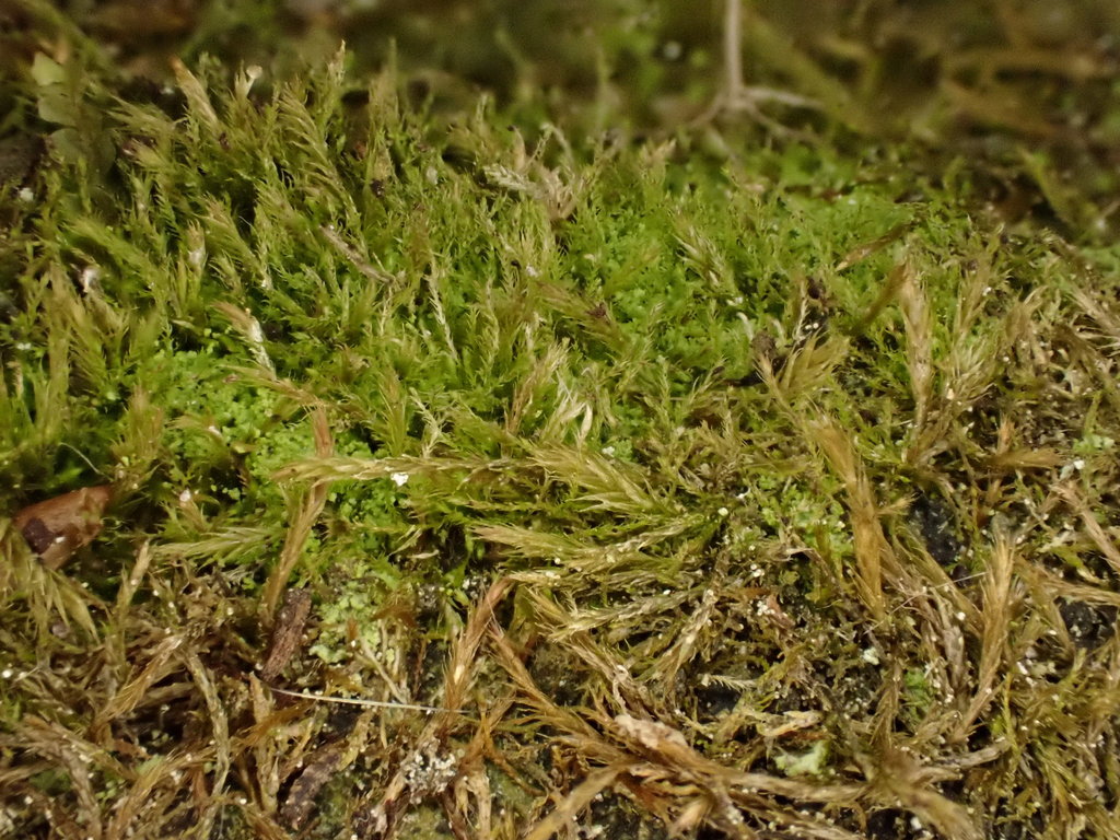 ���������� ���������