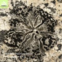 ����������� ��������������