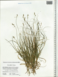 ����� ������