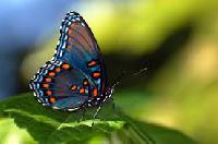 ����������� �����