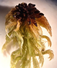 ������� �������