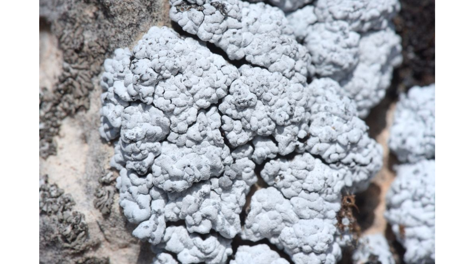 ���������� �����������, ������� �����������