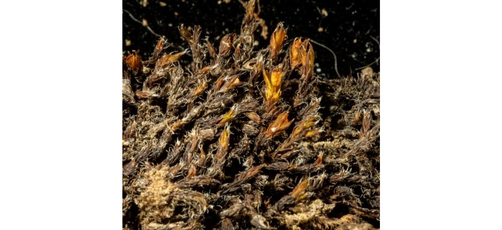 ���������� ��������