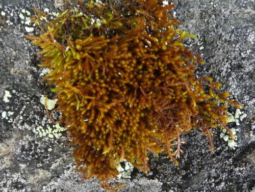 ��������������� ��������