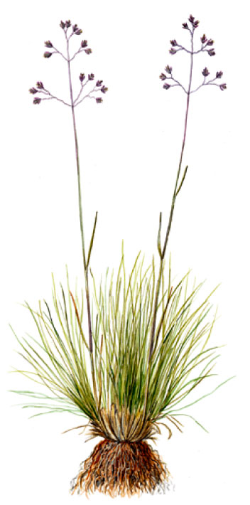 �������� ������������