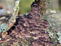 ��������� (�������� �����) ��������