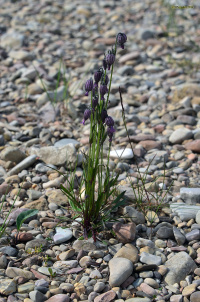 �������� ����������