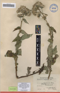 �������� ���������