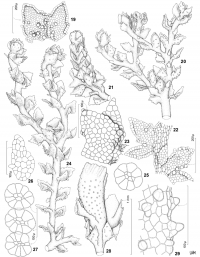 ������������ �������������� 