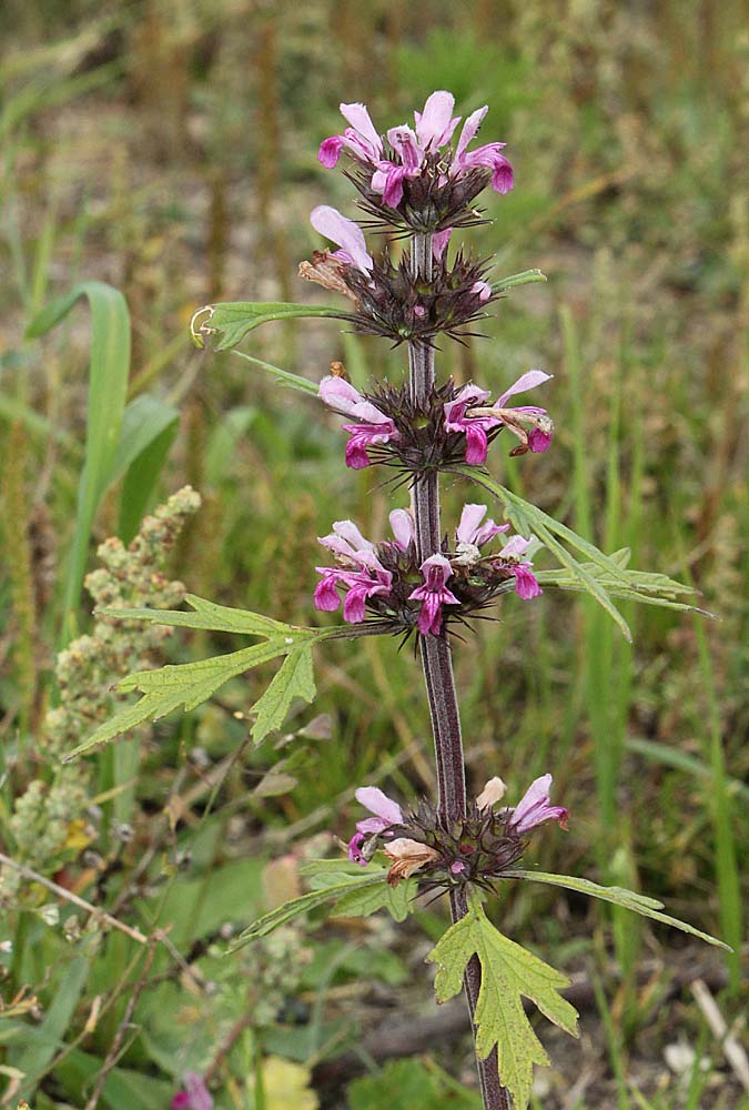 ��������� ���������