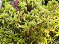 ������� �����