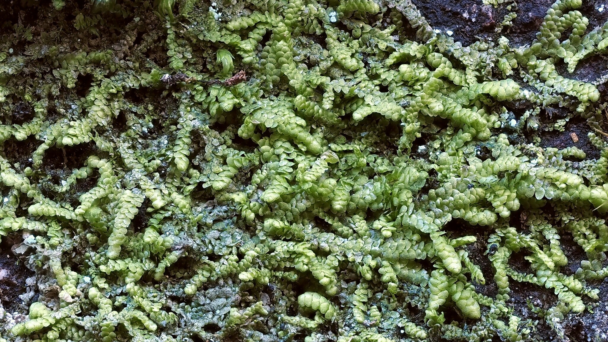 ������� ��������������