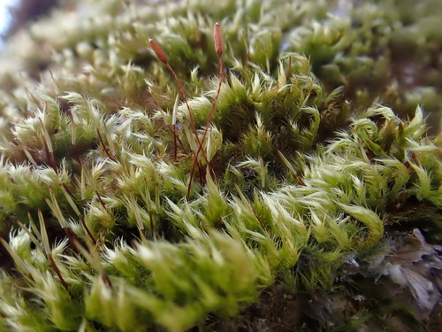 ������� ��������������