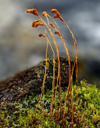 ������ �������