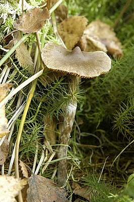 ��������� ����������