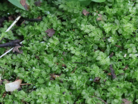 ����� ����������