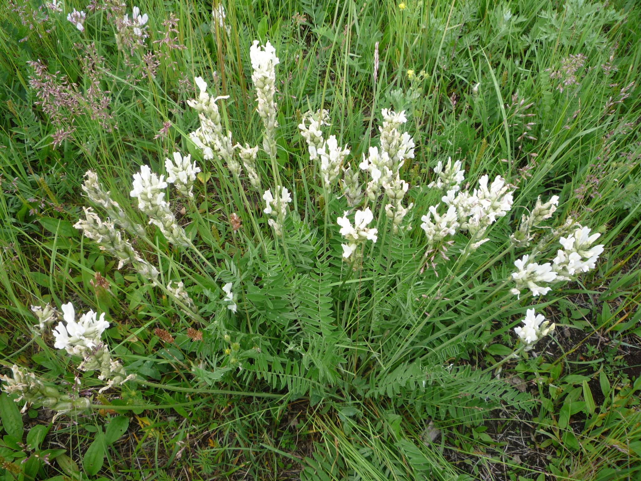 ������������� ��������