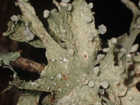 �������� ���������, �������� ����������������