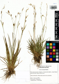 ����� ������