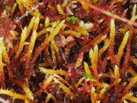 ˸������� ���������-�����