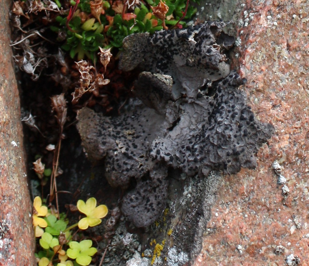 ����������� ����������, �������� �������������