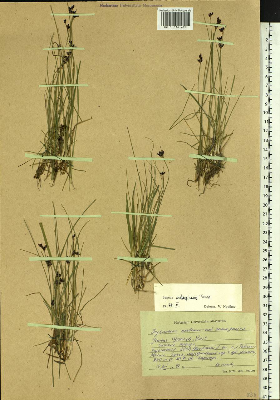 ������ ������������