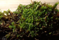 ����������� �������