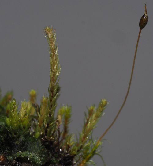 ����� ����������