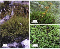 ����������� ������