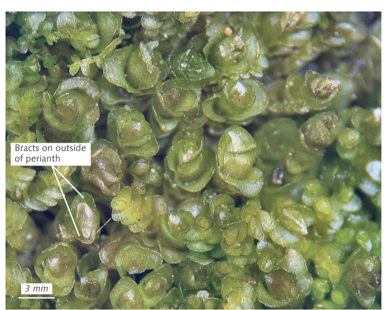 ����������� ����������