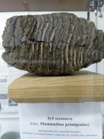 ��� �������